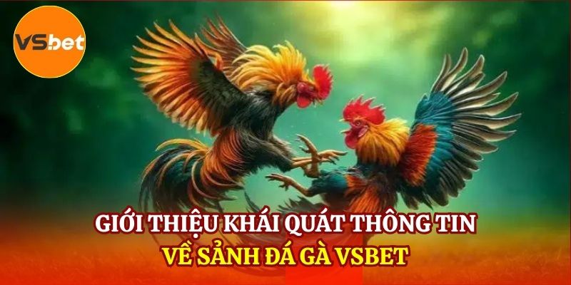 Giới thiệu khái quát thông tin về sảnh Đá gà VSBET
