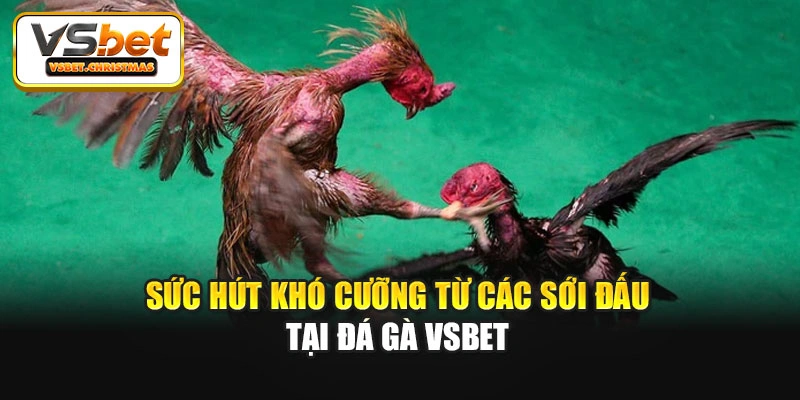 Sức hút khó cưỡng từ các sới đấu tại Đá gà Vsbet